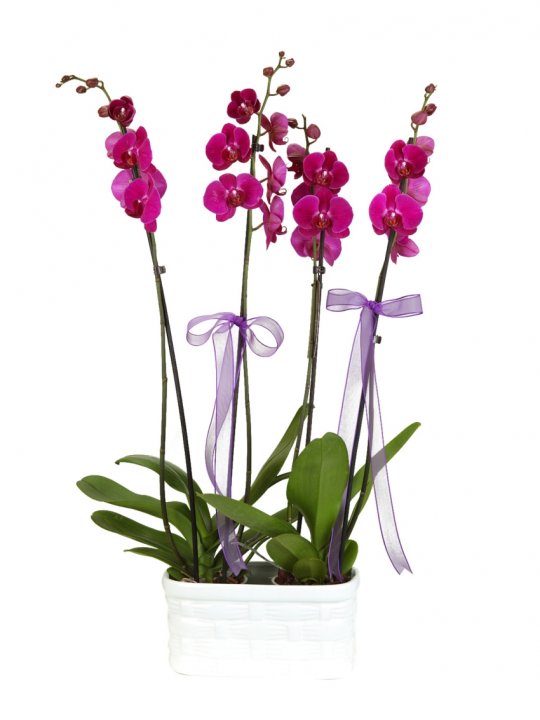 Modern Yemek Odası Takımı