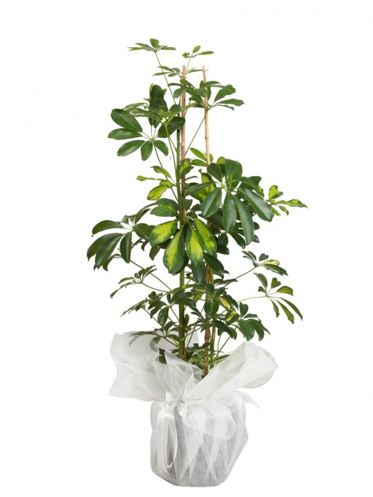 Kaliteli Koltuk takımları